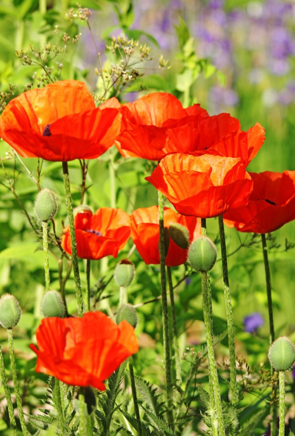 Poppy Garden I by Deb Oppermann